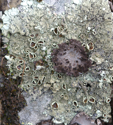 aiuto clasificazione 1